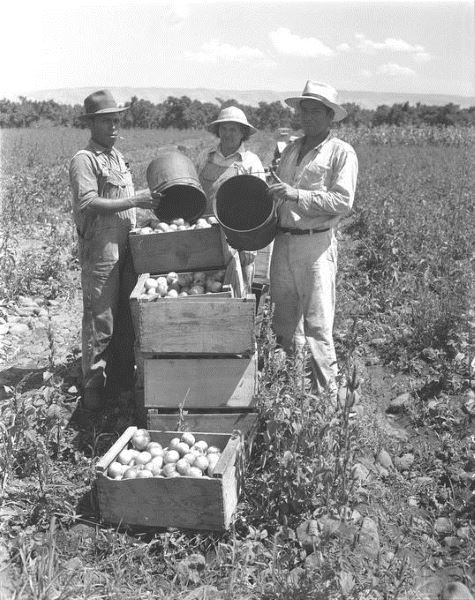 Tomato harvesters, Braceros in Oregon Photograph Collection