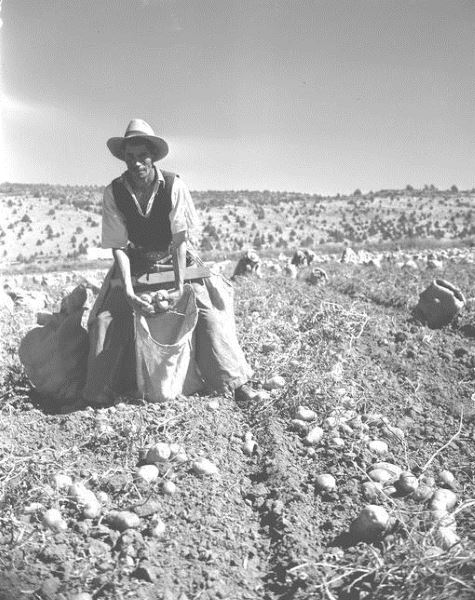 Picking belt, Braceros in Oregon Photograph Collection