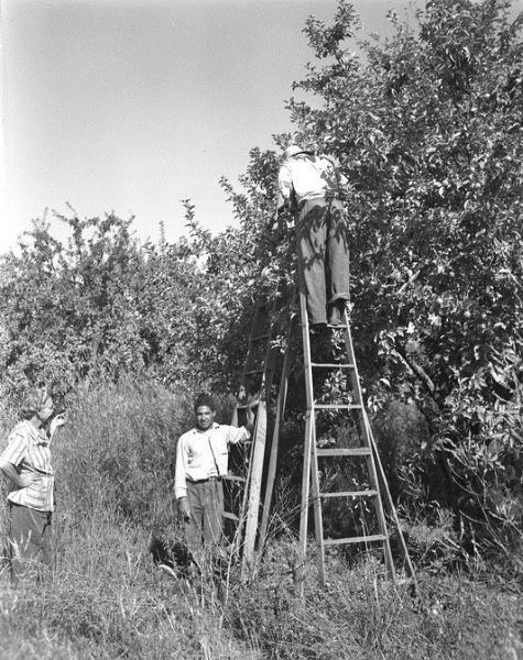 Directing the crews, Braceros in Oregon Photograph Collection
