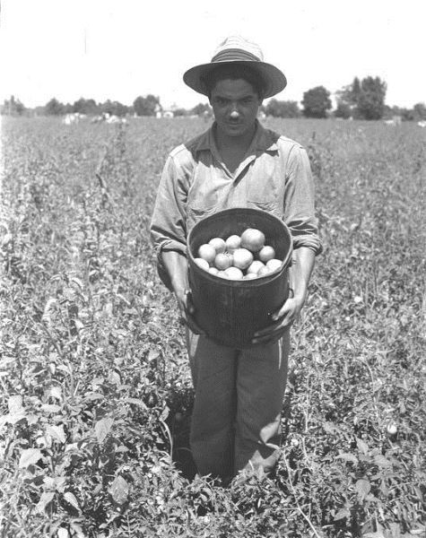 Worker with tomatoes, Braceros in Oregon Photograph Collection
