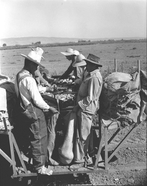 Sacking harvested potatoes, Braceros in Oregon Photograph Collection