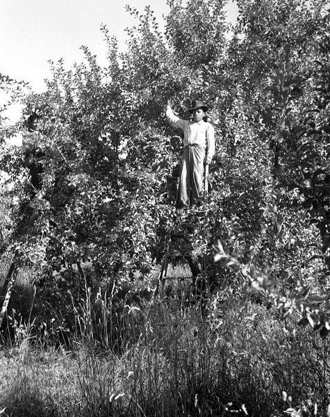Thinning apple trees, Braceros in Oregon Photograph Collection