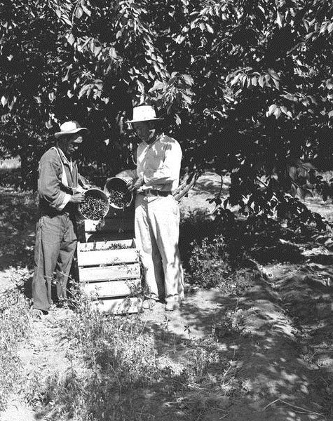 Picking cherries, Braceros in Oregon Photograph Collection