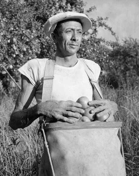 Man with sack of apples, Braceros in Oregon Photograph Collection