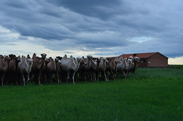 Camel Herd, ChinaVine