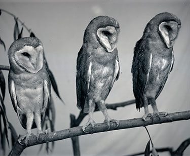 Barn owls, Reuniting Finley and Bohlman