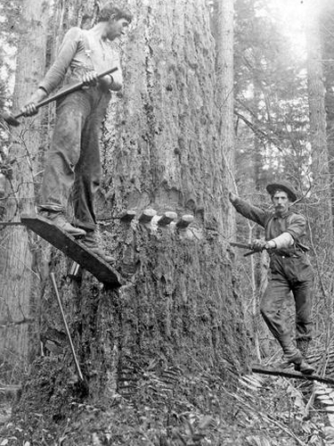 Loggers on springboards wedging a tree, 1905