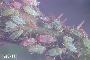 Macrosiphum rosae (Rose aphid), Ken Gray Insect Image Collection