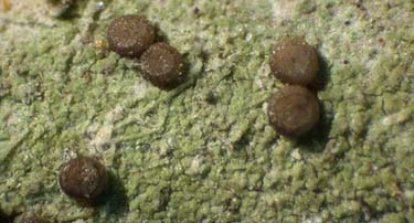 Bacidia arceutina; Apothecia, Lichens of the Pacific Northwest