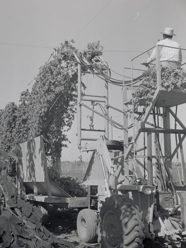 Harvesting hop bines, Oregon Hops & Brewing Archives