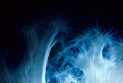 Plumose sea anemone, Oregon Institute of Marine Biology Slides and Photographs