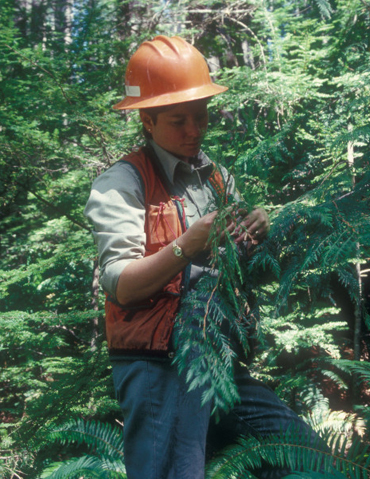 Cheryl Walters Doing Stand Examination, The Siuslaw National Forest Collection