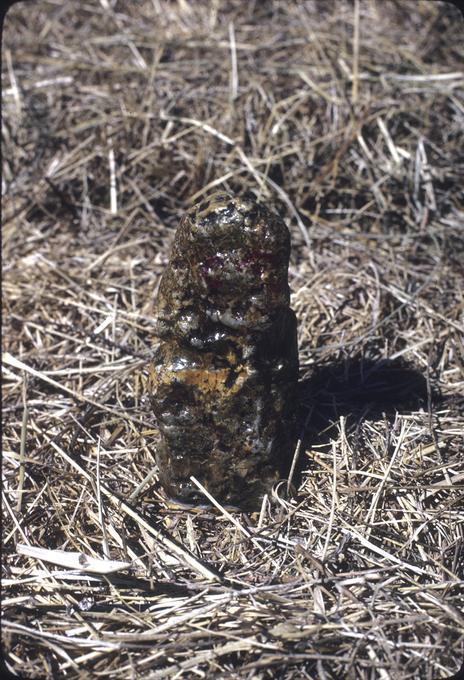 Decorated rock, varnished by Mr. Marimon Woodhull