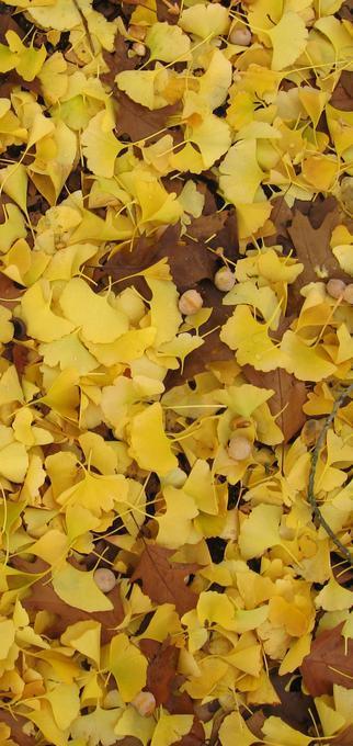 Ginko 1