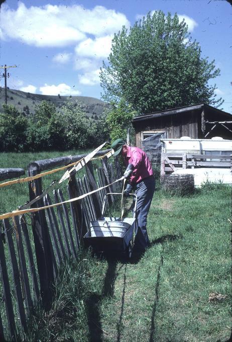 Hanging hide on fence, Oster unravels from tub