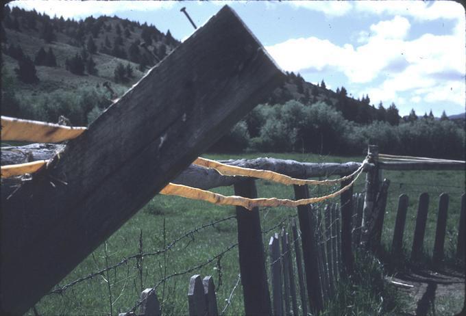 Close view of hide strips hanging on fence