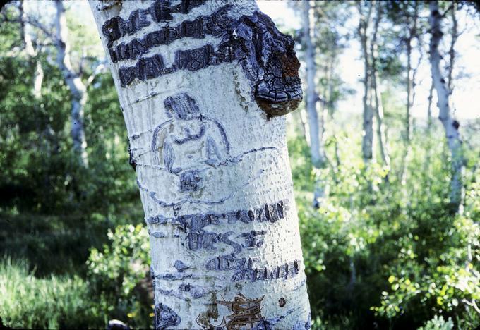 Aspen with carving of woman sitting with legs spread