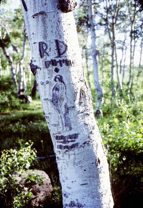 Aspen with carving of woman standing, side view