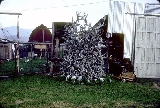 Antler Sculpture in barnyard