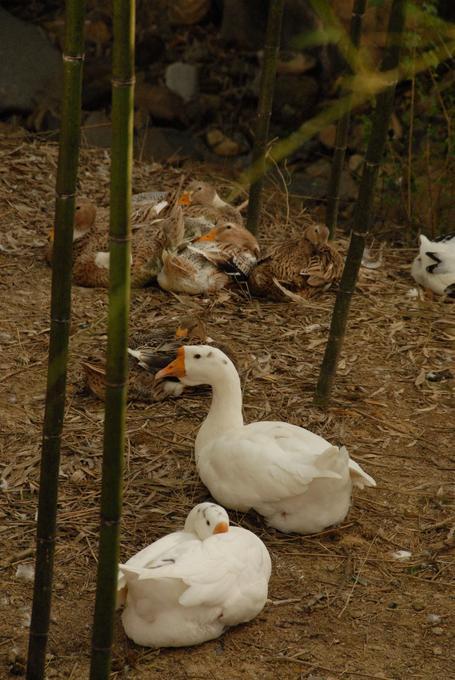 2012October_201210MoganshanRoadsideGeese_001