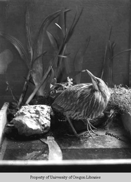 Great Bittern [living bird], Berea College