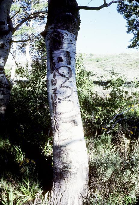 Aspen with carving of male genitals