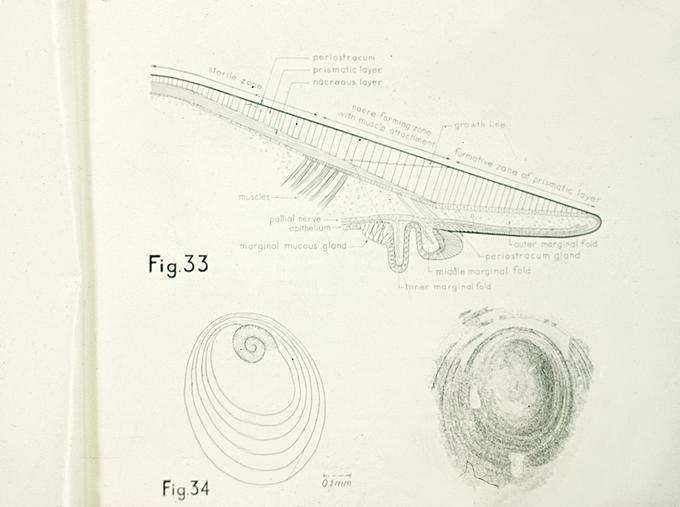 OIMB slide 1873