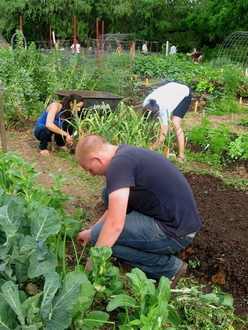 University of Oregon urban farm