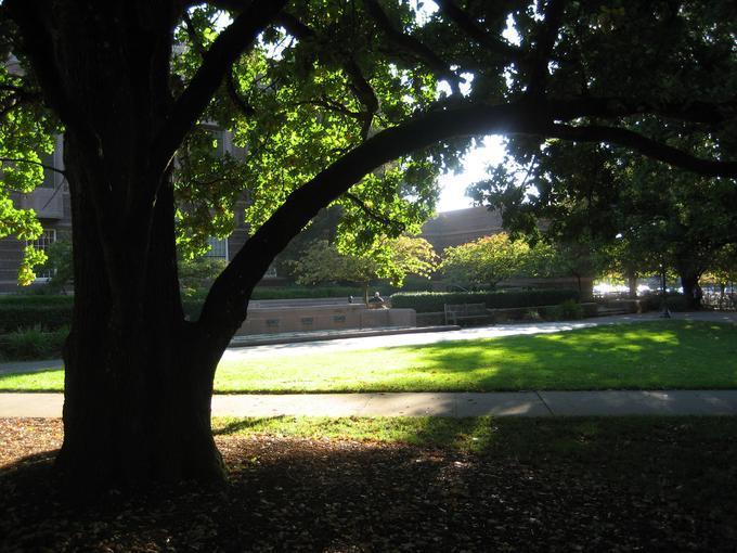 campus_tree_20071012