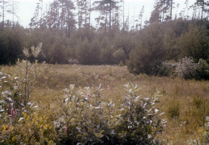 OIMB slide 5376