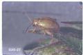 Longitarsus waterhousei (Mint flea beetle)