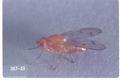 Dryomyzid fly