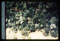 Aerial view of New York forest, circa 1965
