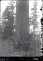 Two men standing at the base of a large tree