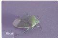 Chlorochroa uhleri (Uhler's stink bug)