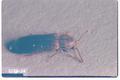 Lyctus planicollis (Southern lyctus beetle)