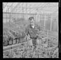 Working with plants in greenhouse, Fall 1962