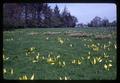 Skunk cabbage in pasture, Oregon, circa 1965