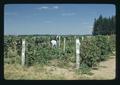 Workers training blackberries, Oregon, August 1974