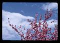 Closeup of flowering branches on cherry tree, Corvallis, Oregon, 1976