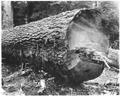 Large log cut by the Warren Spruce Co.