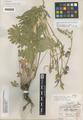 Sidalcea spicata (Regel) Greene var. tonsa M. Peck