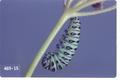 Papilio zelicaon (Western parsley worm)
