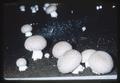 Mushrooms, 1963