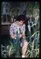 Student breeding barley crosses in greenhouse, Corvallis, Oregon, circa 1965