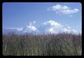 Clouds above fescue field, circa 1965