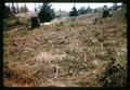 Cutover land on Hollis Mast Farm, Coos County, Oregon, circa 1965