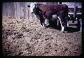 Cattle in feeding experiment, Malheur Experiment Station, Ontario, Oregon, circa 1951