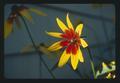 Brown-eyed Susan, Corvallis, Oregon, 1974