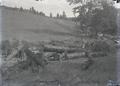 Hillside with cut trees in foreground